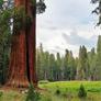 redwoods and sky