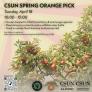 Orange Pick flyer with orange tree, time and date April 18, 2023 10am-12pm with logos of Fodd Forward, CSUN Alumni, Sustainability and Environmental Club 