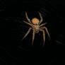 photo of spider by richard rachman