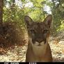 A mountain lion stands in front of a camera near a predator deterrent device in the Cleveland National Forest in Orange County. Photo courtesy of UC Davis Wildlife Health Center.