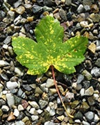 Maple leaf over rocks