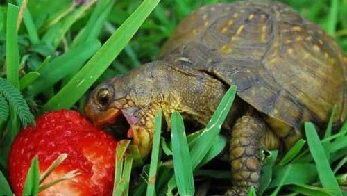Turtle eating a strawberry in the grass