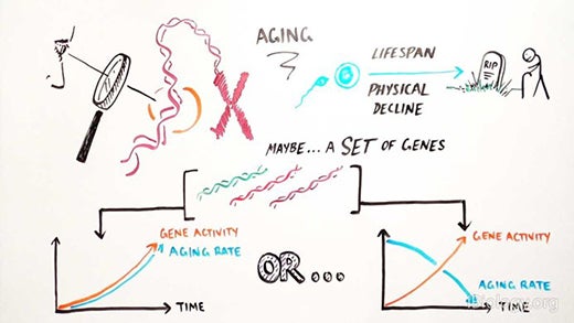 Illustration of a whiteboard, perhaps from a biology class: colorful, simple visuals and text to demonstrate a concept.
