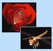 3D Models: rose & dragonfly