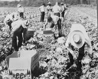 farmworkers