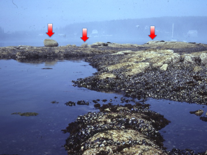 Mill Pond mussel bed