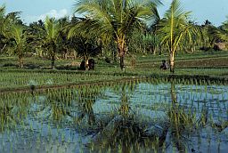 Tropical foilage and rice field